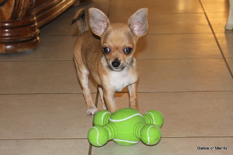 Publication : des aubépines de la Vilco Auteur : A.AVISSE