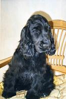 Publication : des aubépines de la Vilco Auteur : Aline AVISSE