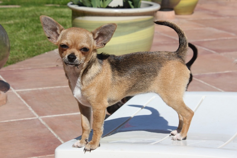 Publication : des aubépines de la Vilco Auteur : A.AVISSE