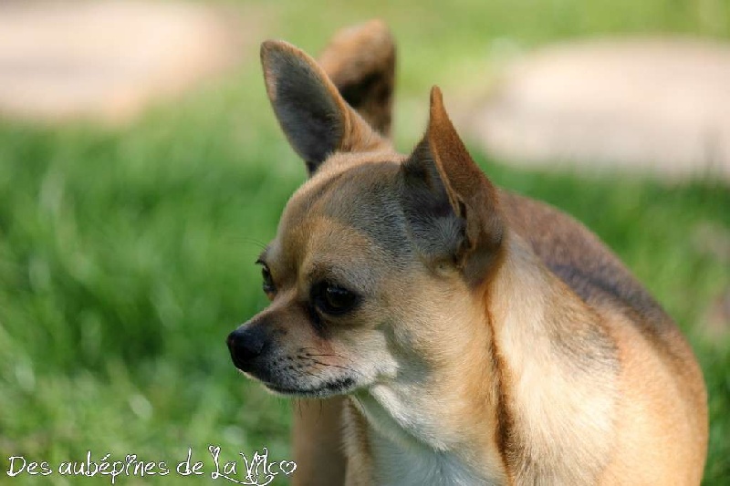 Publication : des aubépines de la Vilco Auteur : A.AVISSE