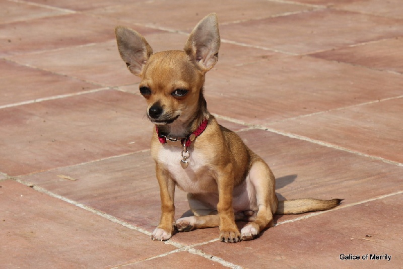 Publication : des aubépines de la Vilco Auteur : A.AVISSE