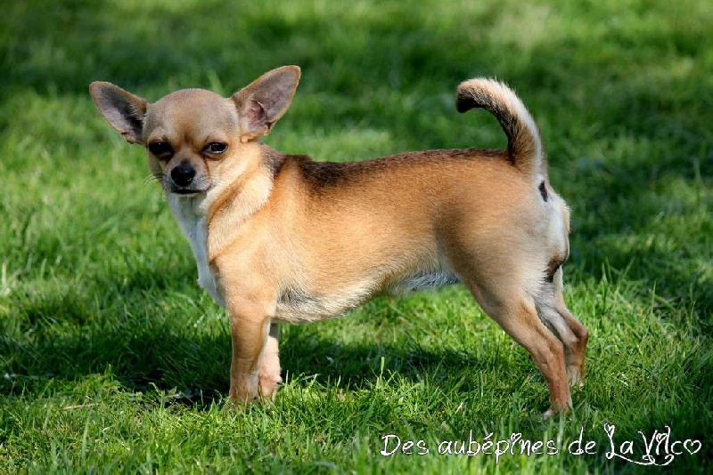 Publication : des aubépines de la Vilco Auteur : A.AVISSE