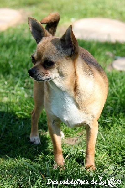 Publication : des aubépines de la Vilco Auteur : A.AVISSE