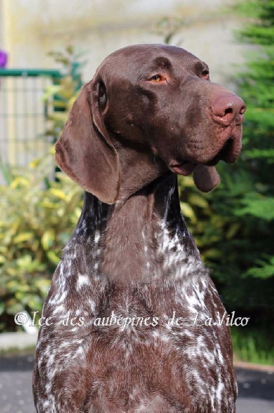 Publication : des aubépines de la Vilco Auteur : CFBA