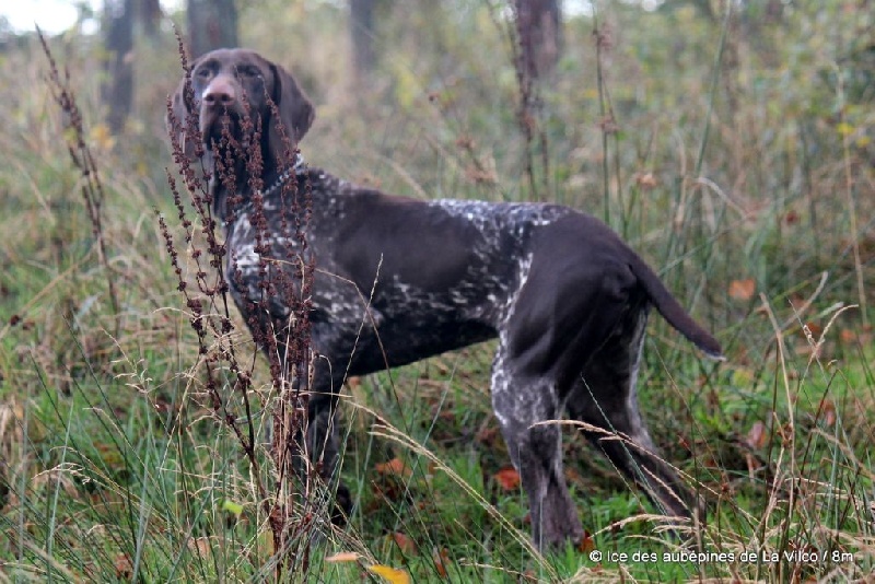 Publication : des aubépines de la Vilco Auteur : CFBA