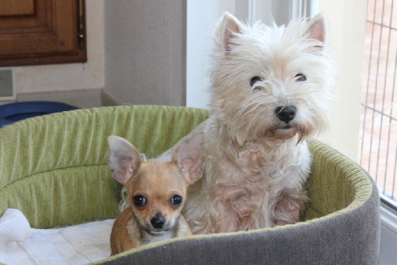 Publication : des aubépines de la Vilco Auteur : A.AVISSE