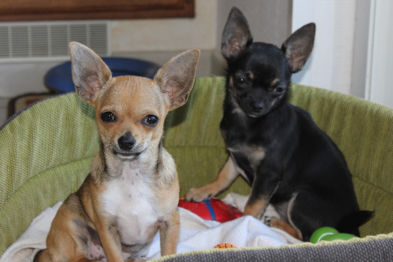 Publication : des aubépines de la Vilco Auteur : A.AVISSE