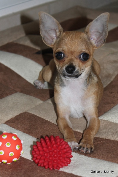 Publication : des aubépines de la Vilco Auteur : A.AVISSE