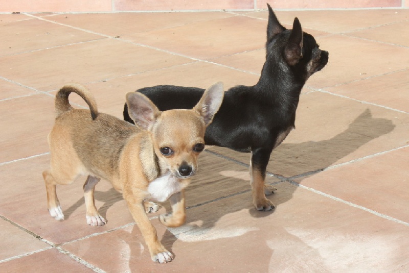 Publication : des aubépines de la Vilco Auteur : A.AVISSE