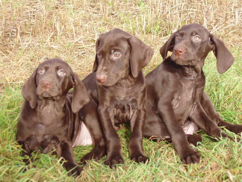 Publication : des aubépines de la Vilco Auteur : Aline AVISSE