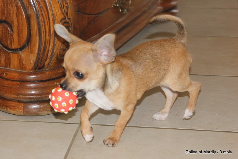 Publication : des aubépines de la Vilco Auteur : A.AVISSE