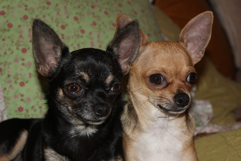 Publication : des aubépines de la Vilco Auteur : A.AVISSE