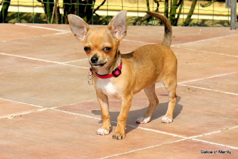 Publication : des aubépines de la Vilco Auteur : A.AVISSE