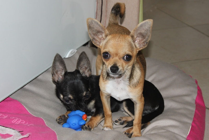 Publication : des aubépines de la Vilco Auteur : A.AVISSE