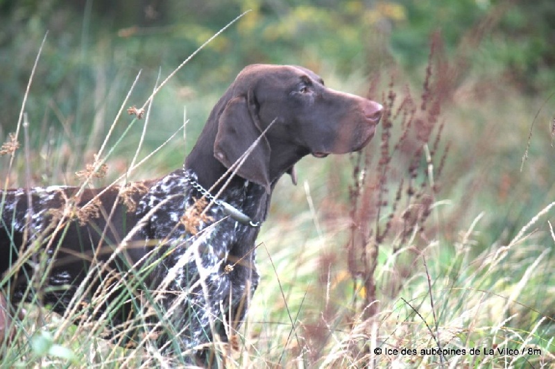 Publication : des aubépines de la Vilco Auteur : CFBA
