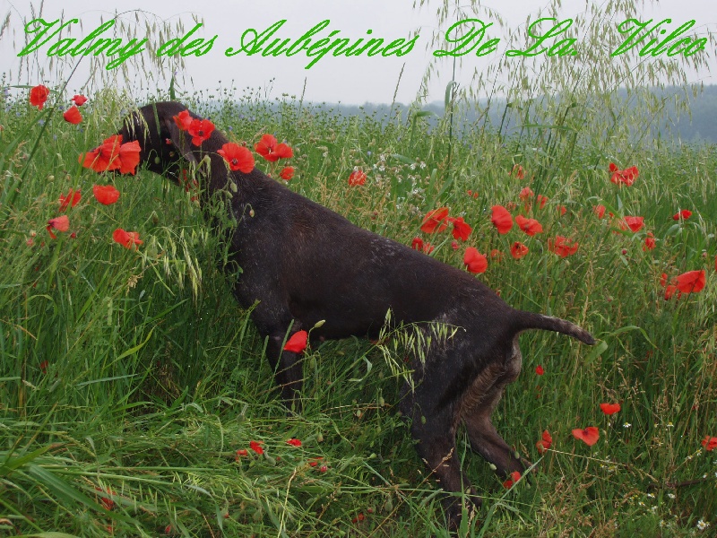 Publication : des aubépines de la Vilco Auteur : Aline AVISSE