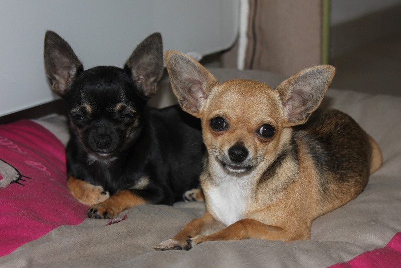 Publication : des aubépines de la Vilco Auteur : A.AVISSE