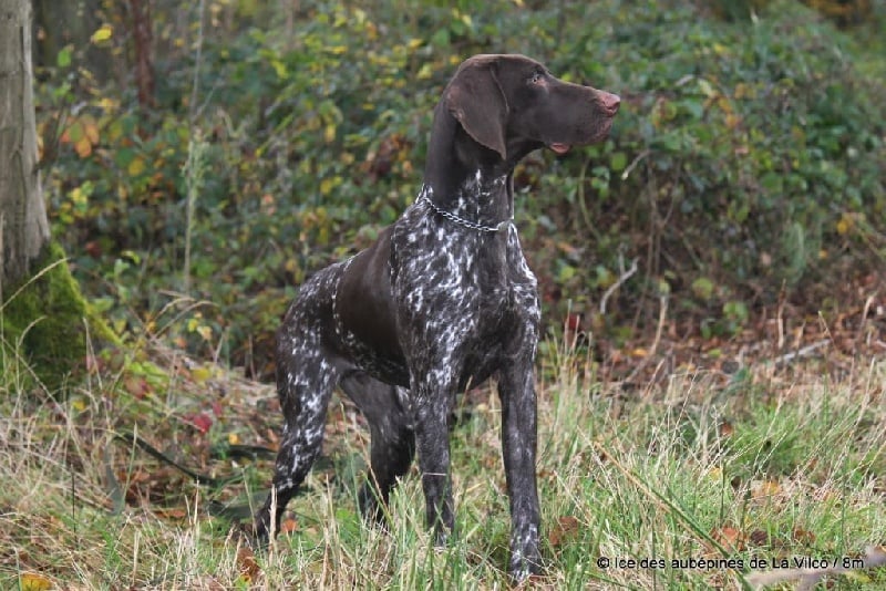 Publication : des aubépines de la Vilco Auteur : CFBA
