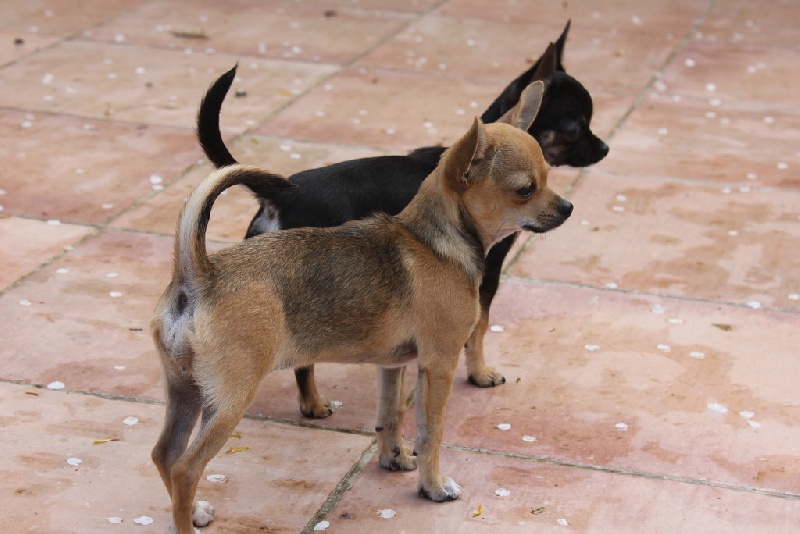 Publication : des aubépines de la Vilco Auteur : A.AVISSE