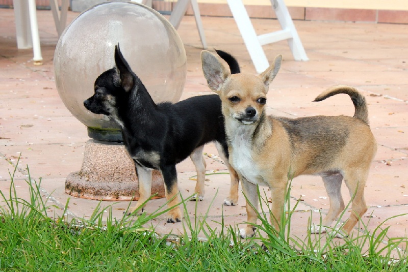 Publication : des aubépines de la Vilco Auteur : A.AVISSE