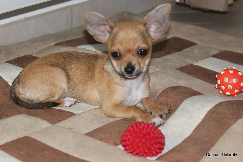 Publication : des aubépines de la Vilco Auteur : A.AVISSE