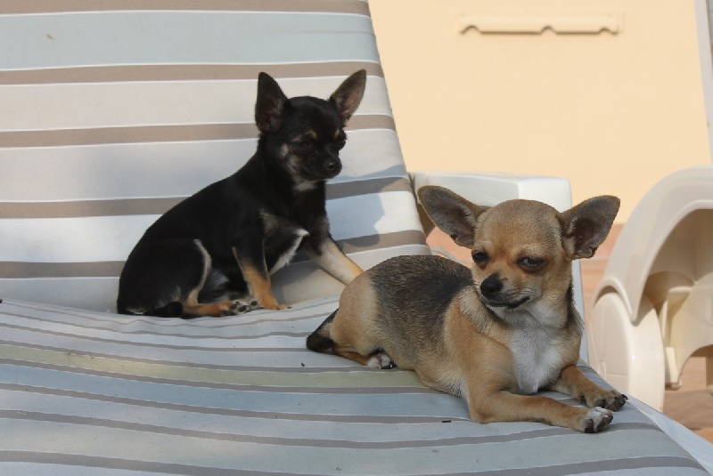 Publication : des aubépines de la Vilco Auteur : A.AVISSE