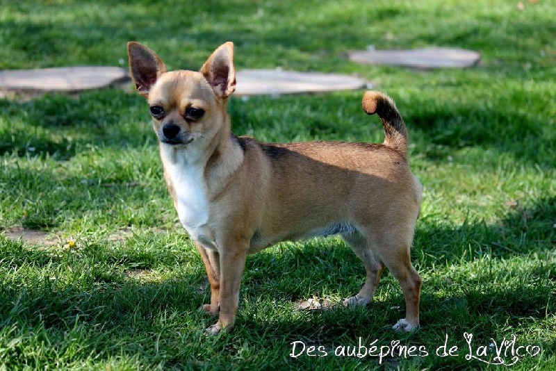 Publication : des aubépines de la Vilco Auteur : A.AVISSE