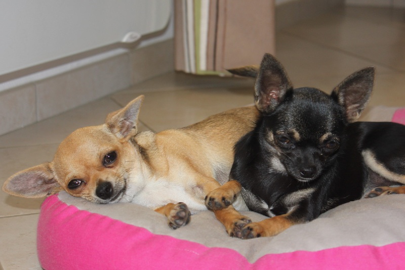 Publication : des aubépines de la Vilco Auteur : A.AVISSE