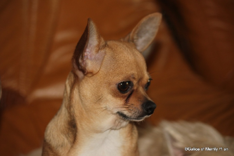 Publication : des aubépines de la Vilco Auteur : A.AVISSE