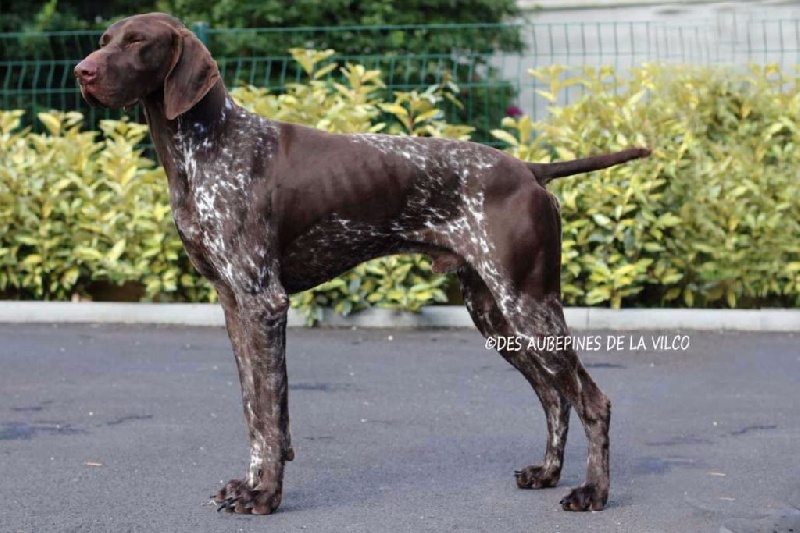 Publication : des aubépines de la Vilco Auteur : CFBA