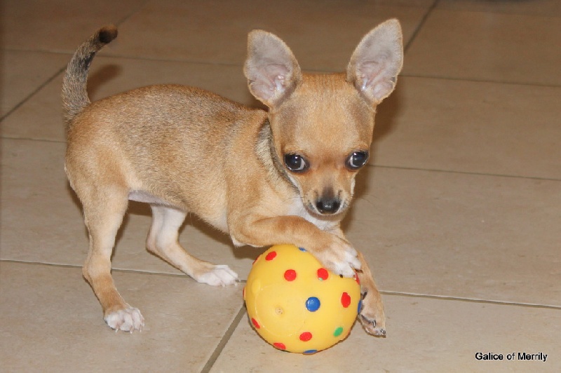 Publication : des aubépines de la Vilco Auteur : A.AVISSE