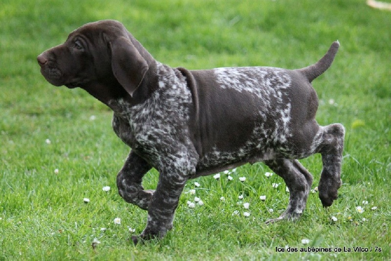 Publication : des aubépines de la Vilco Auteur : CFBA