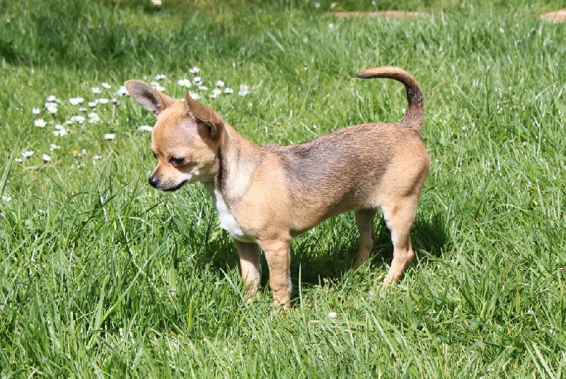 Publication : des aubépines de la Vilco Auteur : A.AVISSE