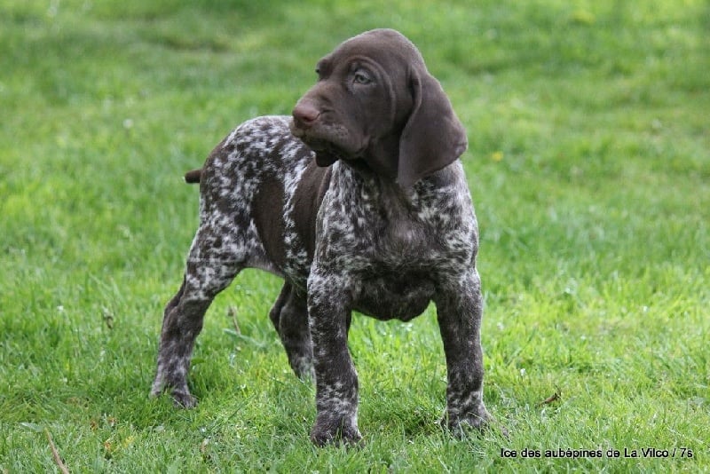 Publication : des aubépines de la Vilco Auteur : CFBA
