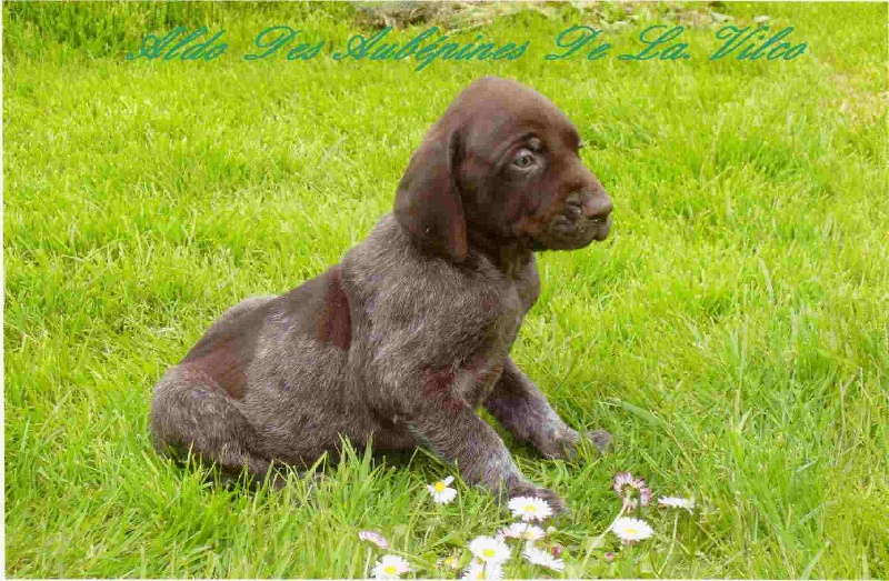 Publication : des aubépines de la Vilco Auteur : Aline AVISSE