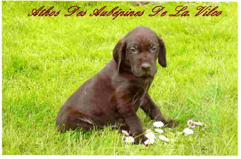 Publication : des aubépines de la Vilco Auteur : Aline AVISSE