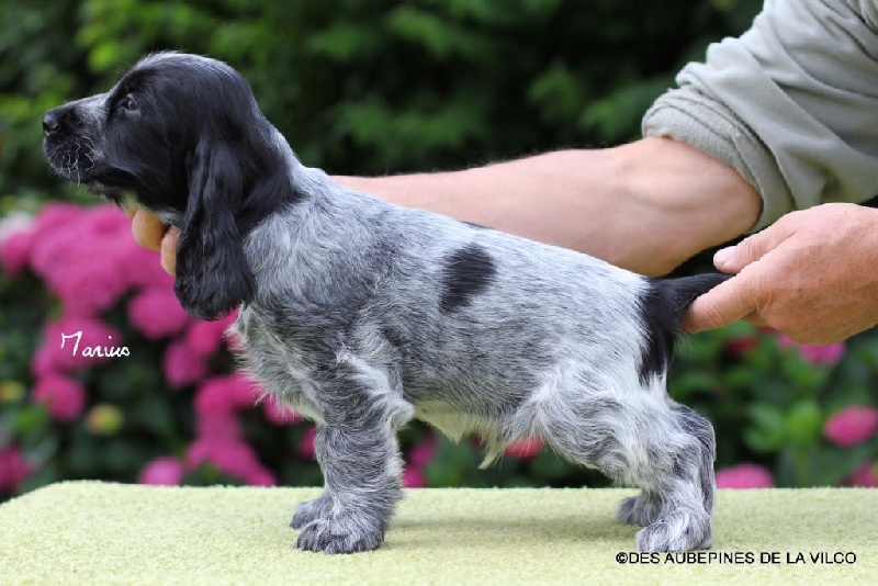 MARIUS DES AUBEPINES DE LA VILCO