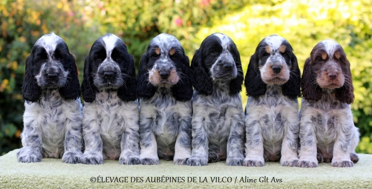 Chiot Cocker Spaniel Anglais