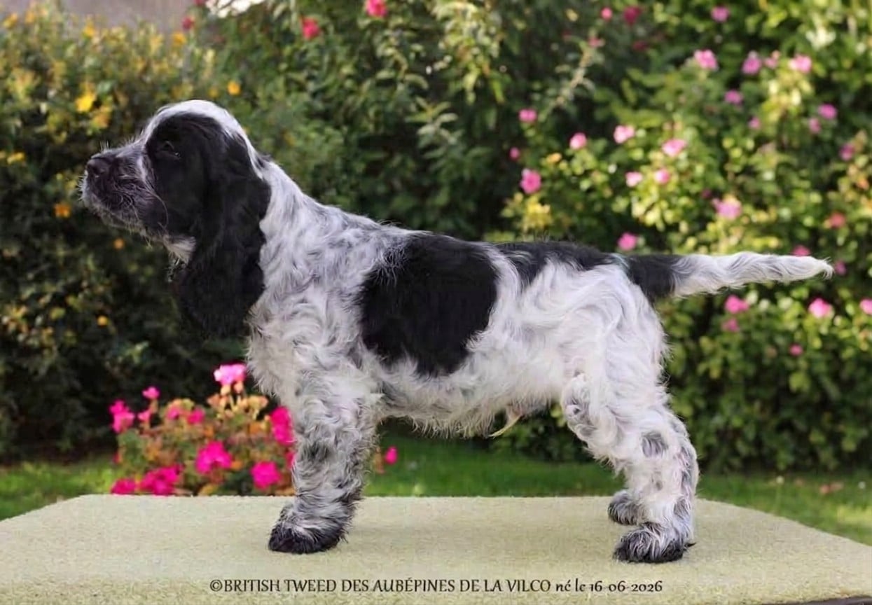 BRITISH TWEED DES AUBÉPINES DE LA VILCO