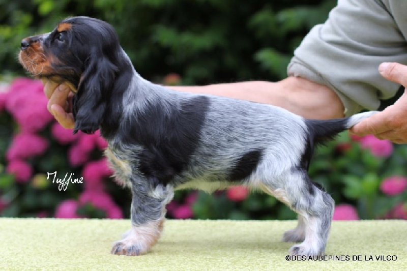 MUFFINE DES AUBEPINES DE LA VILCO