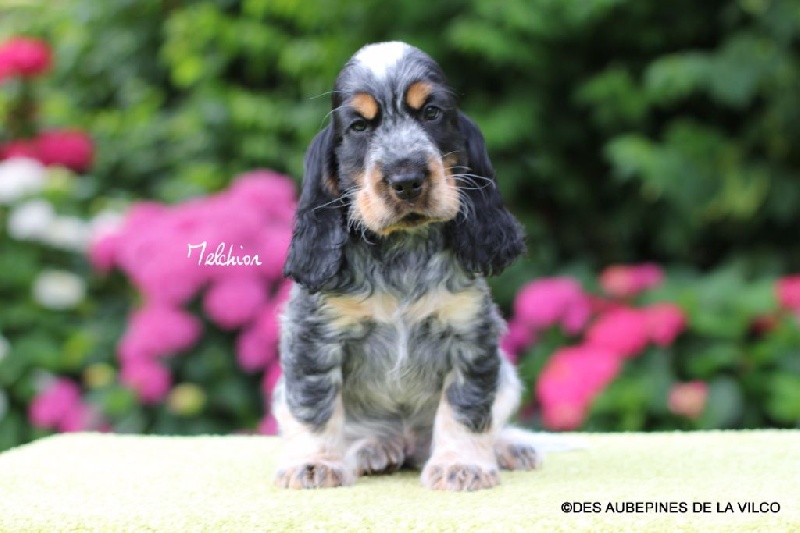 MELCHIOR DES AUBEPINES DE LA VILCO