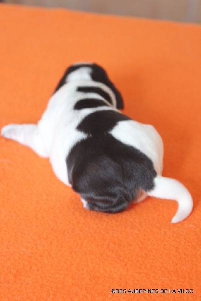 MISS LYLOU DES AUBEPINES DE LA VILCO