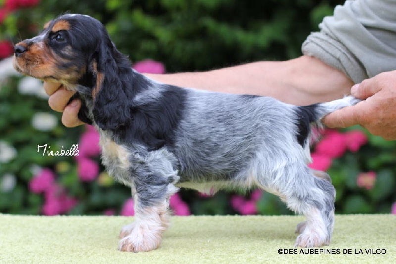 MIRABELLE DES AUBEPINES DE LA VILCO