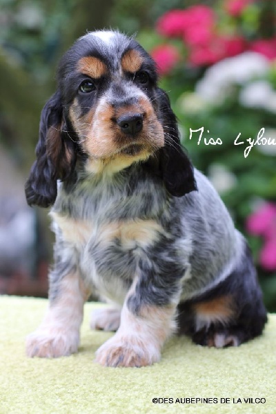 MISS LYLOU DES AUBEPINES DE LA VILCO