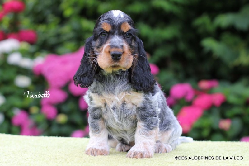 MIRABELLE DES AUBEPINES DE LA VILCO