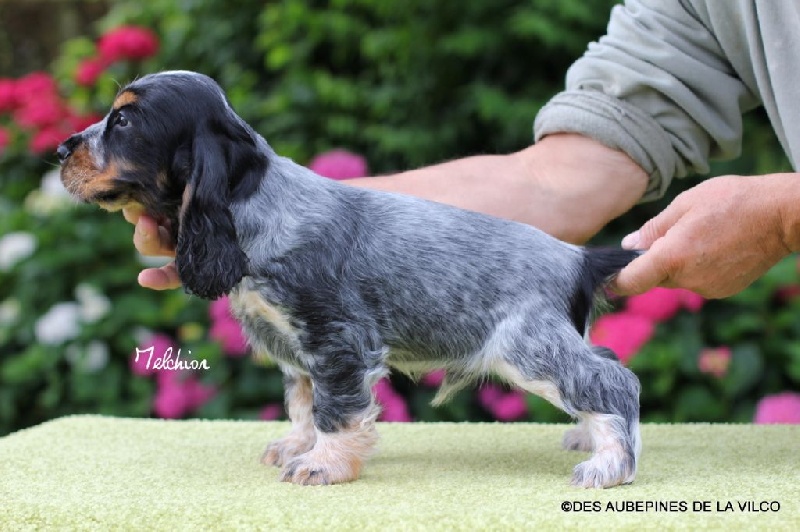 MELCHIOR DES AUBEPINES DE LA VILCO