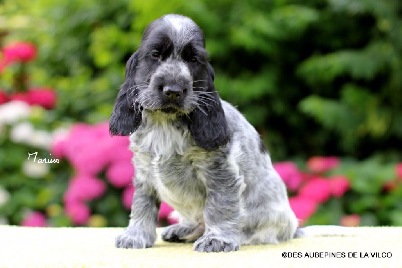 MARIUS DES AUBEPINES DE LA VILCO