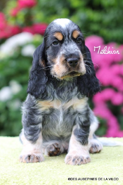 MELCHIOR DES AUBEPINES DE LA VILCO