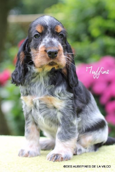 MUFFINE DES AUBEPINES DE LA VILCO