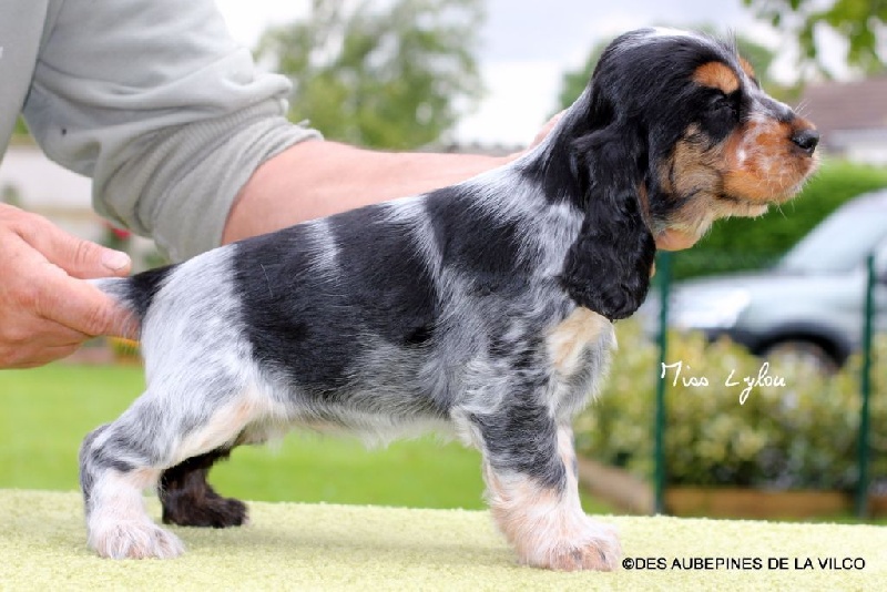MISS LYLOU DES AUBEPINES DE LA VILCO